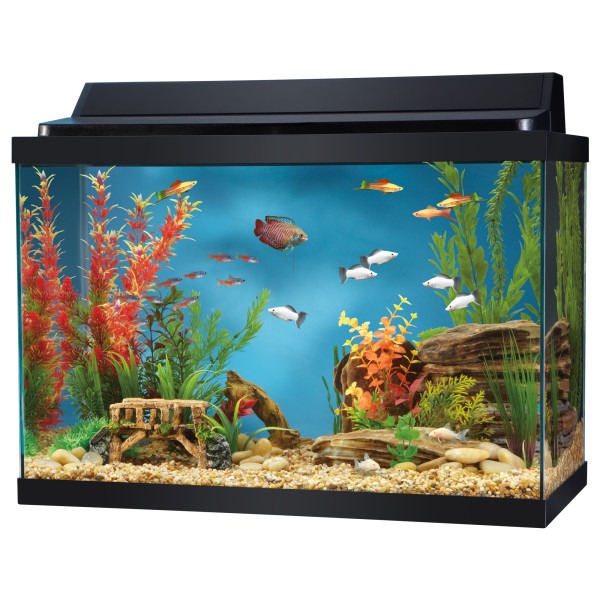 20 gallon fish tank