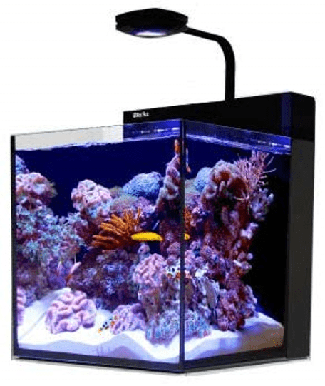 Saltwater Tanks For Beginners Aquarium Dimensions