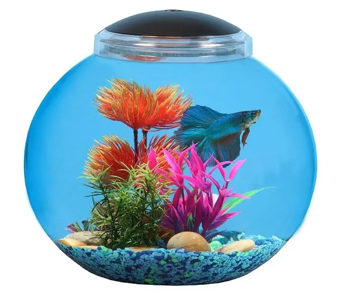 Best Fish for 3 Gallon Tanks aquariumdimensions