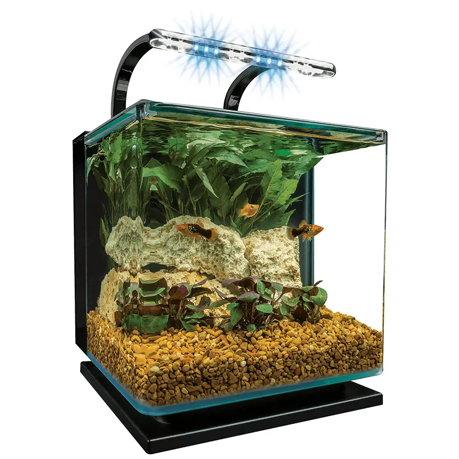 10 Best Small Saltwater Fish Tanks - Aquarium Dimensions