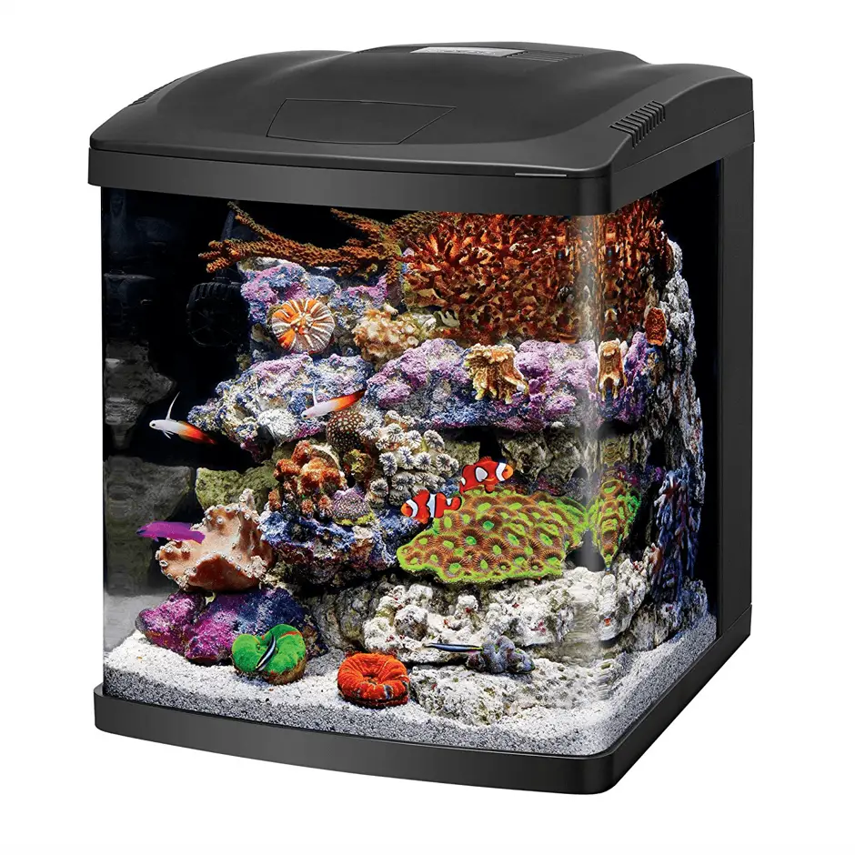 10 Best Small Saltwater Fish Tanks - Aquarium Dimensions