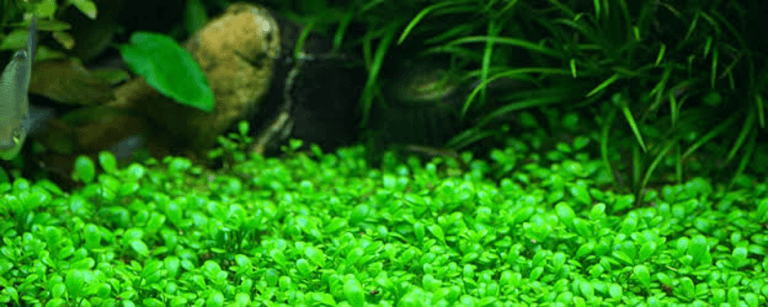 All About Aquarium Grass - 55a All About Aquarium Grass 768x307