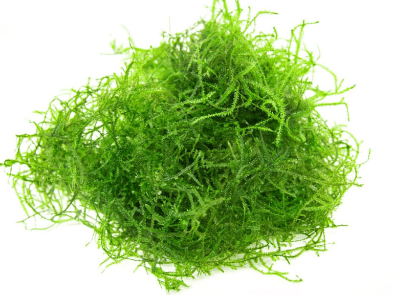 All About Aquarium Grass - 55c All About Aquarium Grass Java Moss 768x576