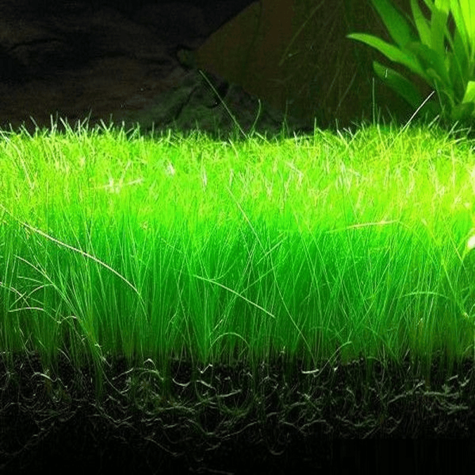 All About Aquarium Grass - 55D All About Aquarium Grass Dwarf Hairgrass