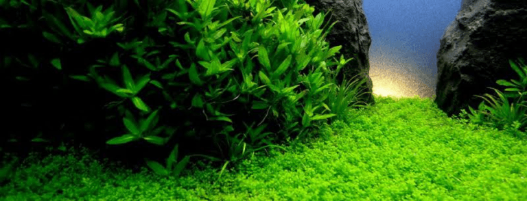 All About Aquarium Grass - 55e All About Aquarium Grass Cuba 768x294