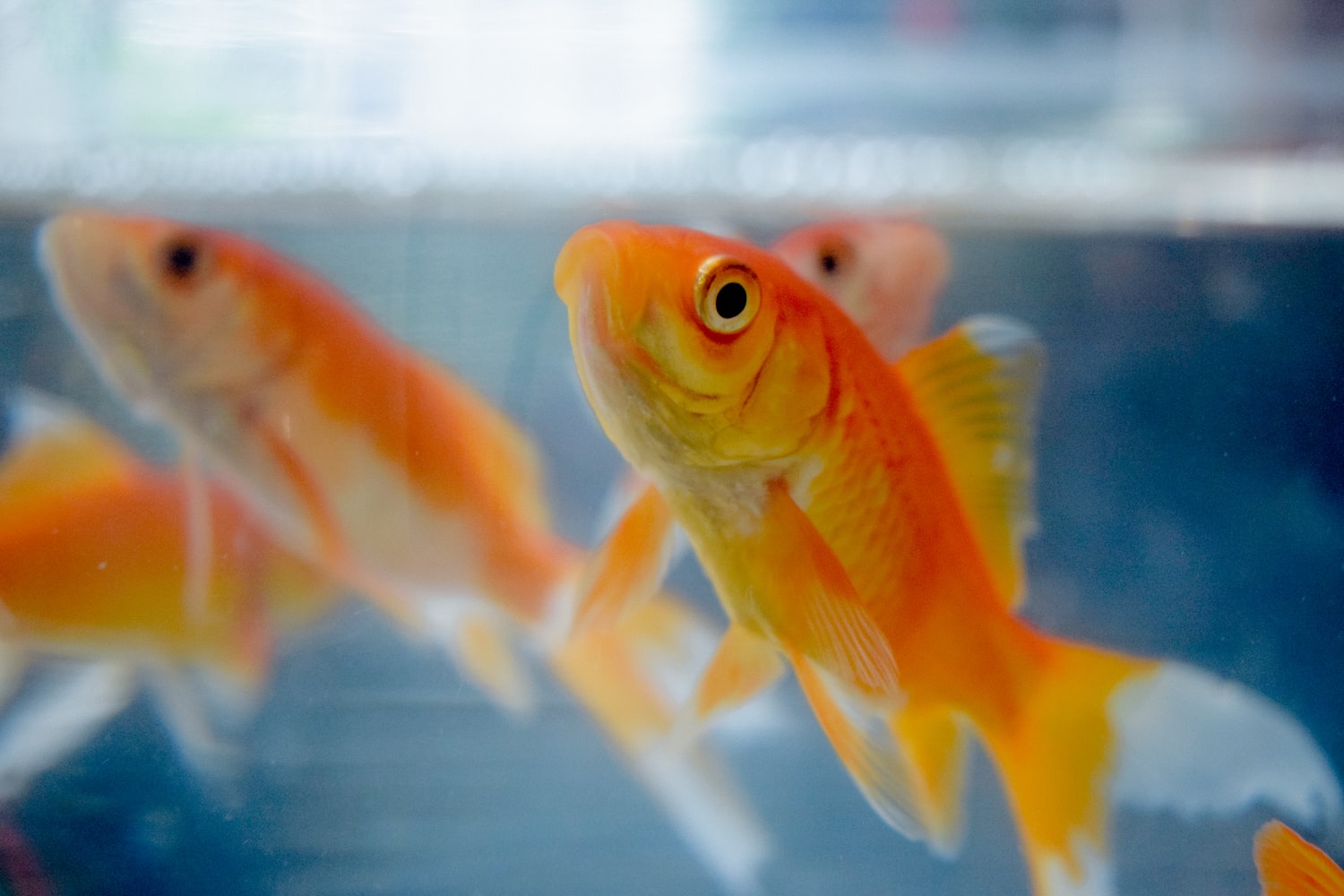 Best Aquarium Fish Aquarium Dimensions Best Aquarium Fish Aquarium Dimensions