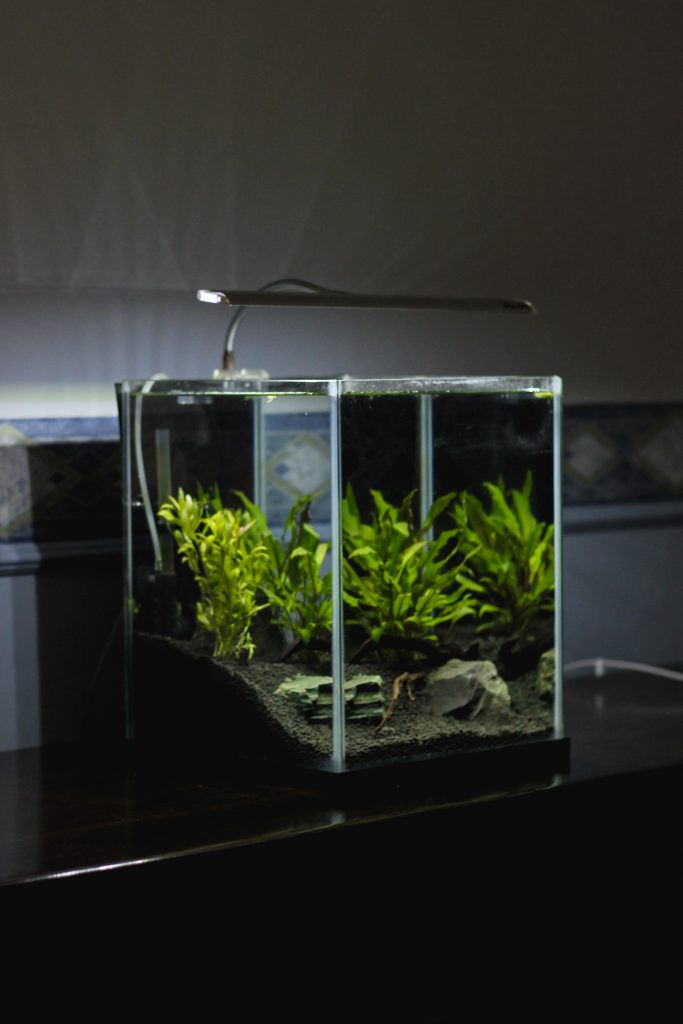 small saltwater aquarium