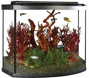 bow front aquarium sizes