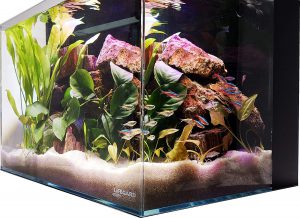10 gallon aquarium review Lifegard Aquatics Crystal Aquarium
